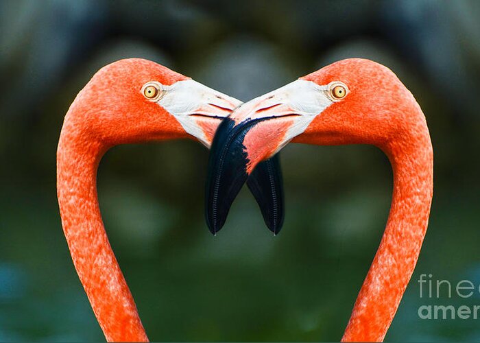 Flamingos Greeting Card featuring the photograph Two Heads Are Better Than One by Judy Wolinsky