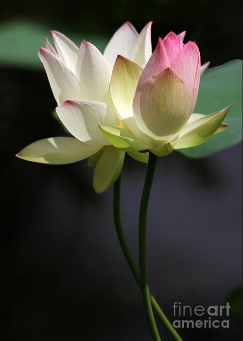 Lotus Greeting Card featuring the photograph Two Lotus Flowers by Sabrina L Ryan