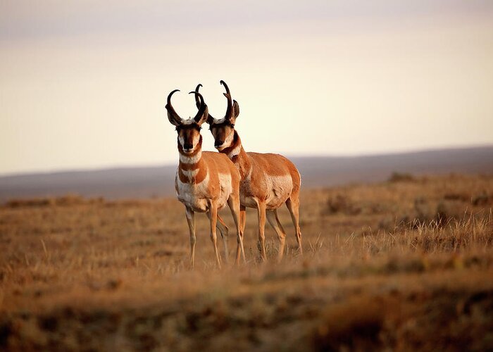 Pronghorn Antelope Greeting Card featuring the digital art Two male Pronghorn Antelopes in Alberta by Mark Duffy