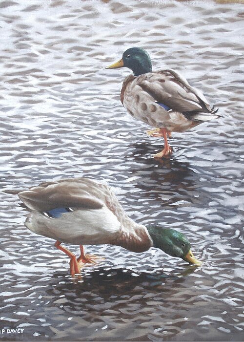 Mallard Greeting Card featuring the painting Two Mallard Ducks Standing In Water by Martin Davey