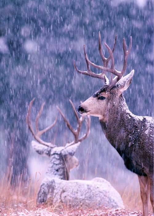 Mark Miller Photos Greeting Card featuring the photograph Two Mule Deer Bucks in Snow by Mark Miller