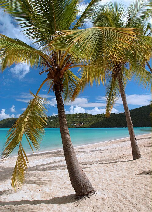 Magens Bay Greeting Card featuring the photograph Two Palms by Gary Felton