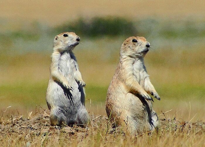 Prairie Dog Greeting Card featuring the photograph Two peas in a pod by Blair Wainman