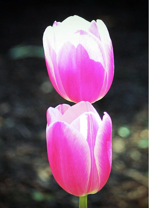 Tulip Greeting Card featuring the photograph Two Pink Tulips by Cynthia Guinn