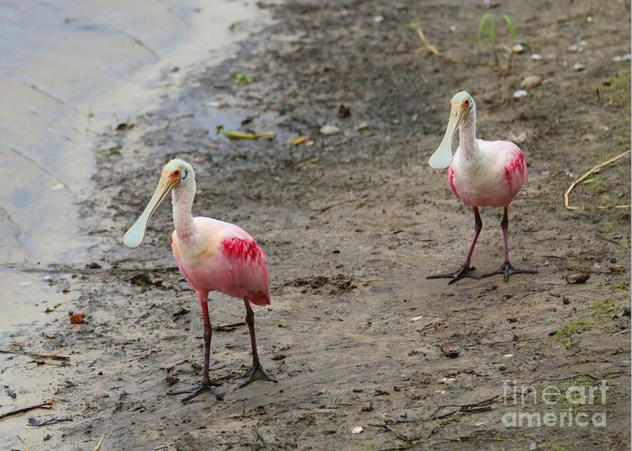 Two Birds Greeting Card featuring the photograph Two Roseate Spoonbills 2 by Carol Groenen