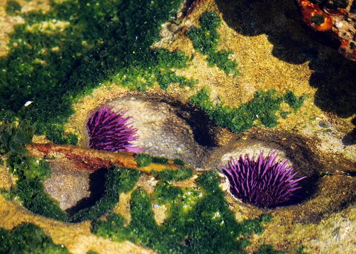 Sea Urchins Greeting Card featuring the photograph Two Sea Urchins by Christy Pooschke