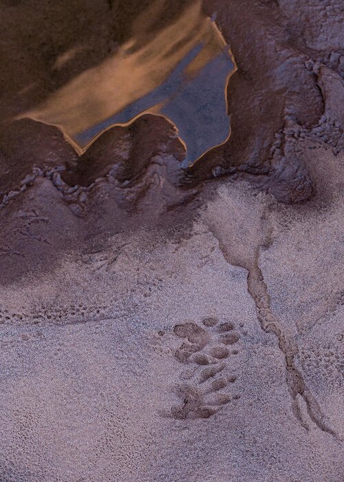 Animal Tracks Greeting Card featuring the photograph Two Steps Over The Line by Deborah Hughes