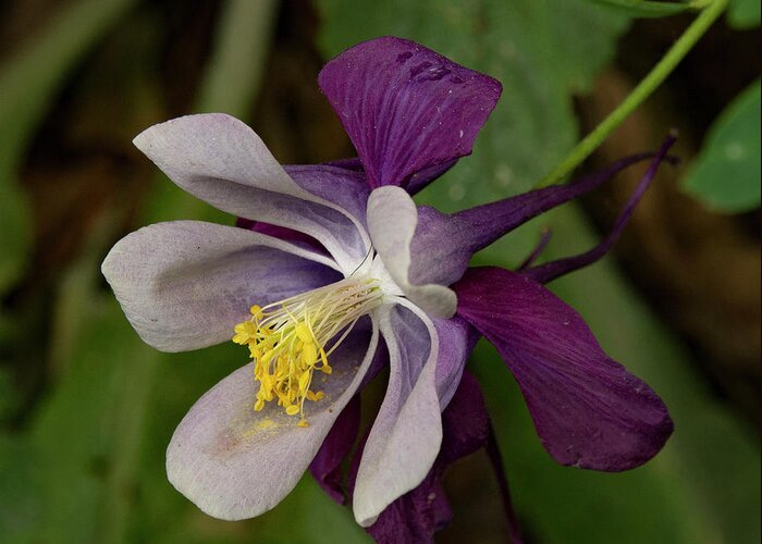Jean Noren Greeting Card featuring the photograph Two Toned Columbine by Jean Noren