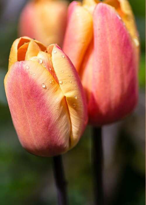 Tulips Greeting Card featuring the photograph Two Toned Tulips by Martina Fagan
