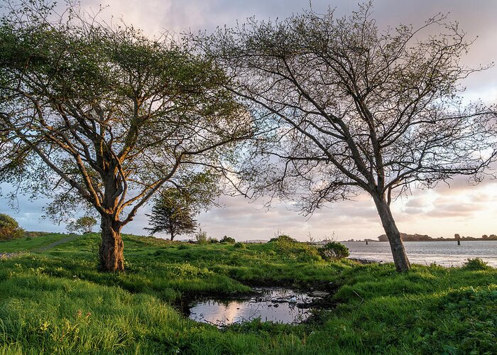 Humboldt Bay Greeting Card featuring the photograph Two Trees and a Puddle by Greg Nyquist