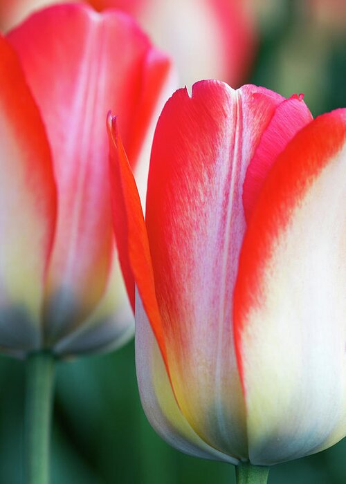 Tulips Greeting Card featuring the photograph Two Tulips by Rebekah Zivicki