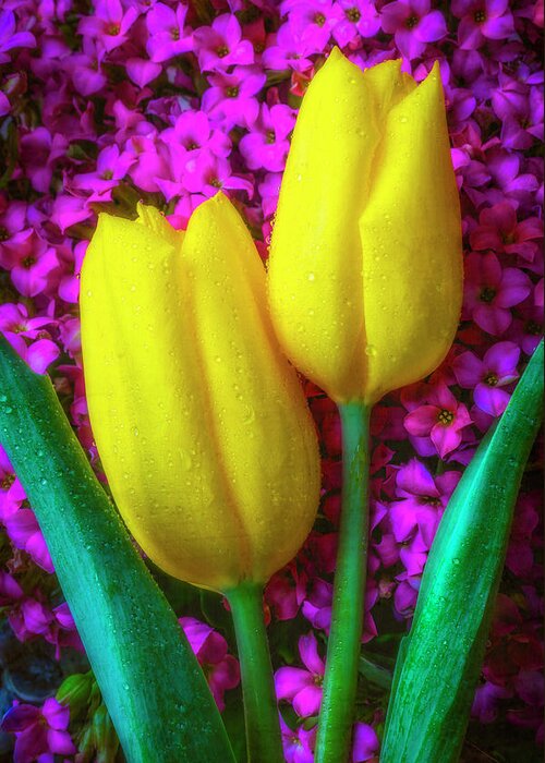 Yellow Greeting Card featuring the photograph Two Tulips With kalanchoe Flowers by Garry Gay