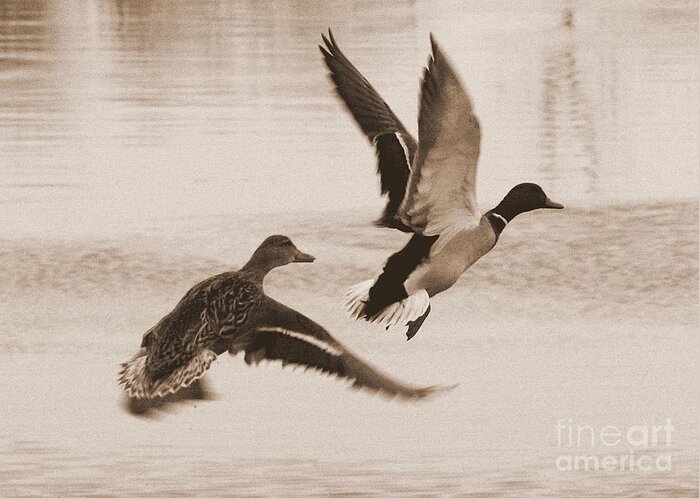 Ducks Greeting Card featuring the photograph Two Winter Ducks in Flight by Carol Groenen