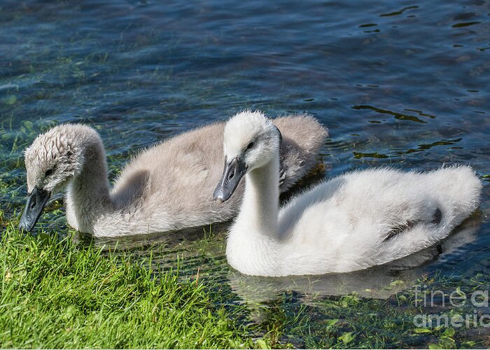 Cygnus Olor Greeting Card featuring the photograph Two young cygnets of mute swan swimming in a lake by Amanda Mohler