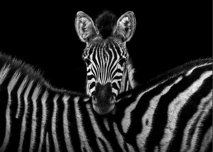 Zebra Greeting Card featuring the photograph Two Zebras in black and white by Lukas Holas