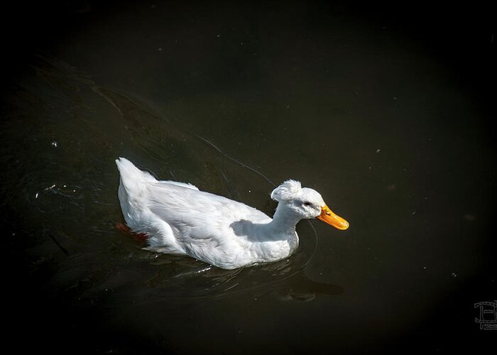Crested Domestic Duck Greeting Card featuring the photograph U Qwak Me Up by Daniel Hebard