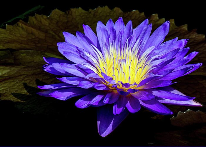 Waterlily Greeting Card featuring the photograph Ultra Violet Tropical Waterlily by Julie Palencia
