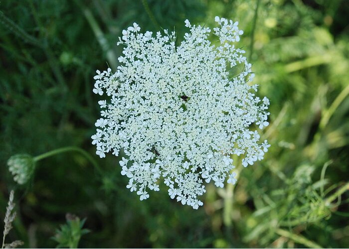 Small White Flower Clusters Greeting Card featuring the photograph Umbel Flower 2 by Ee Photography