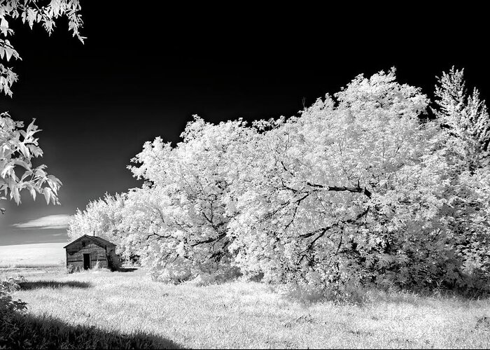 Infrared Greeting Card featuring the photograph Under a Dark Sky by Dan Jurak