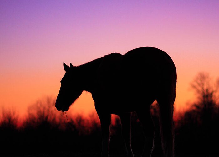 Horse Greeting Card featuring the photograph Under a Popsicle Sky by Brent Davis