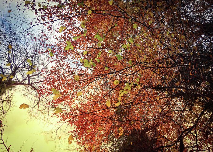 Autumn Greeting Card featuring the photograph Under An Autumn Sky - No.2 by No Alphabet