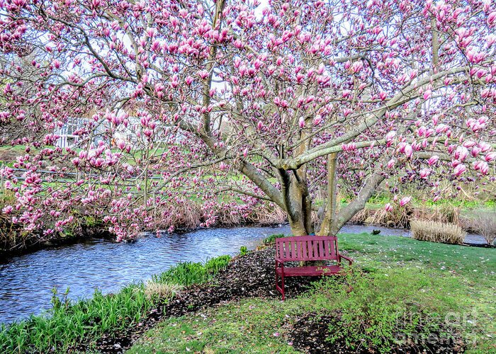 Magnolia Tree Greeting Card featuring the photograph Under the Magnolia Tree by Janice Drew