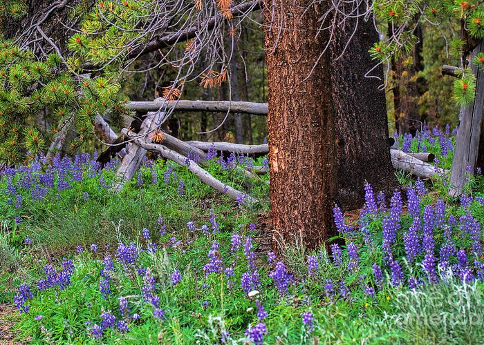 Lupine Greeting Card featuring the photograph Under the Ponderosas by Jim Garrison