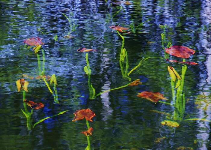 Lake Tahoe Greeting Card featuring the photograph Underwater Lilies by Sean Sarsfield