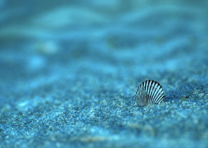 Seashells Greeting Card featuring the photograph Underwater Seashell - Jersey Shore by Angie Tirado