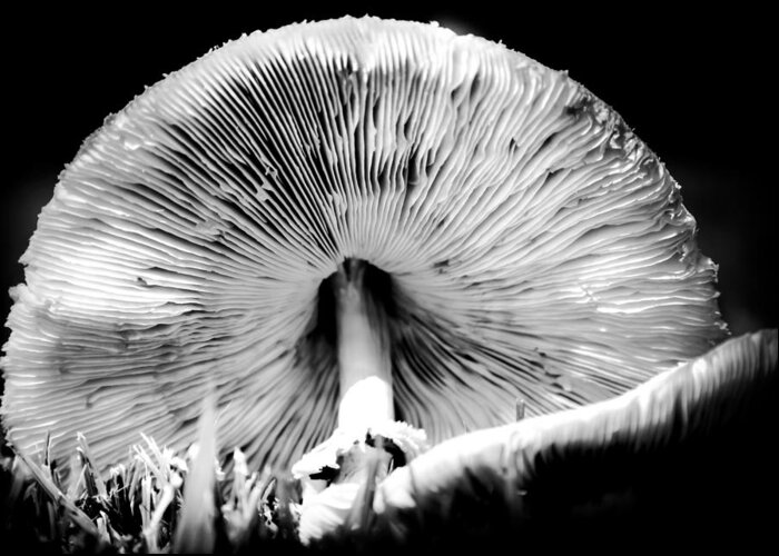 Mushrooms Black And White Greeting Card featuring the photograph Underworld Secrets by Karen Wiles