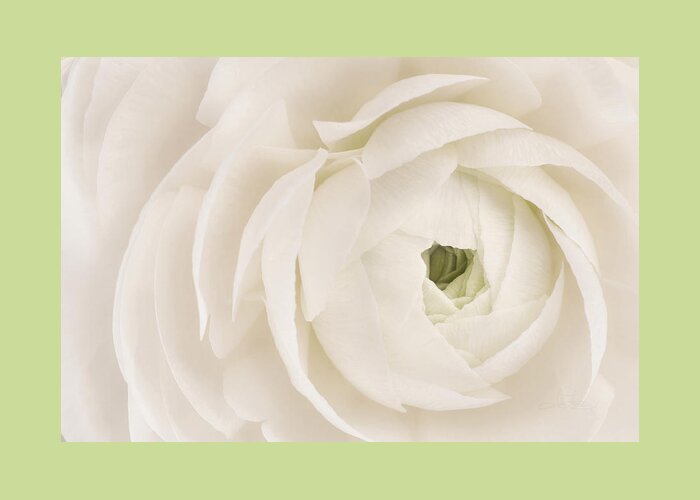 White Flower Greeting Card featuring the photograph Unfolding by Jill Love