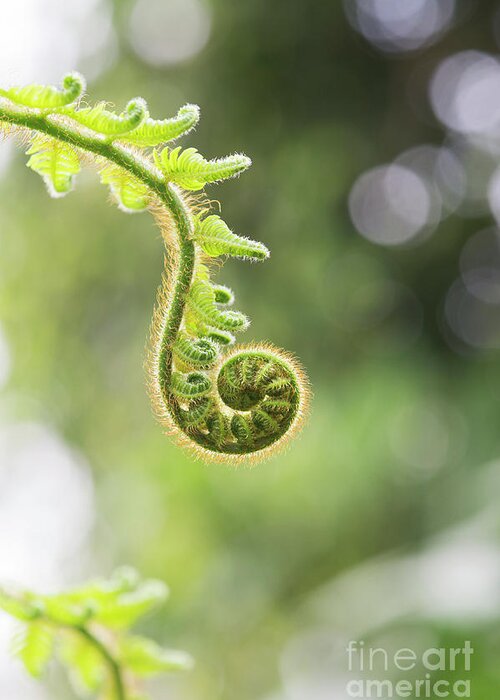 Cyathea Greeting Card featuring the photograph Unfurling Frond by Tim Gainey