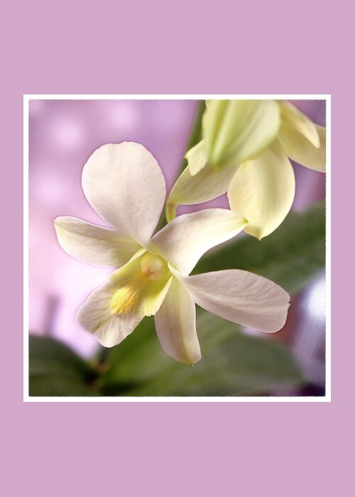White Flower Greeting Card featuring the photograph Unique White Orchid by Mike McGlothlen
