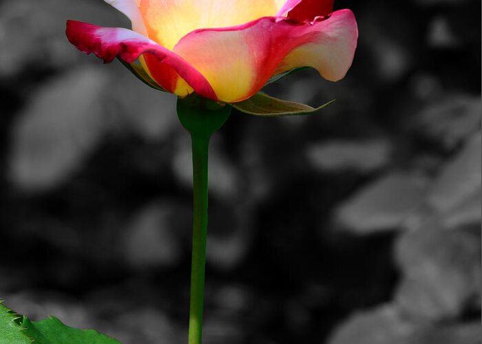 Pink And White Rose Greeting Card featuring the photograph Unity Stands Out by Bradley Dever