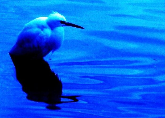 Egrets Greeting Card featuring the photograph Unseen Chain Of Egret by Daniele Smith