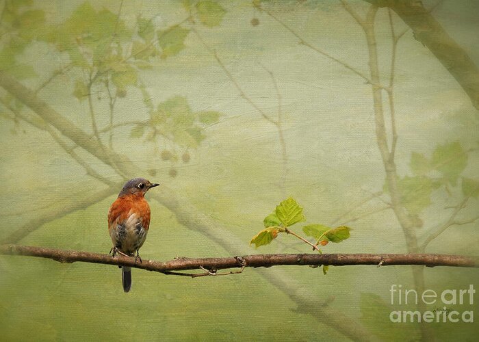 Bluebirds Greeting Card featuring the photograph Until Spring by Lois Bryan
