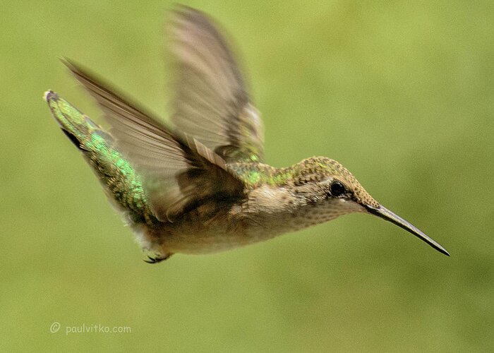 Hummingbird Greeting Card featuring the photograph Untitled Hum_bird_one by Paul Vitko