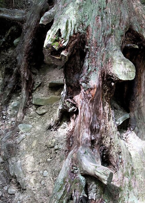 Watkins Glen Greeting Card featuring the photograph Unusual tree root by Susan Jensen