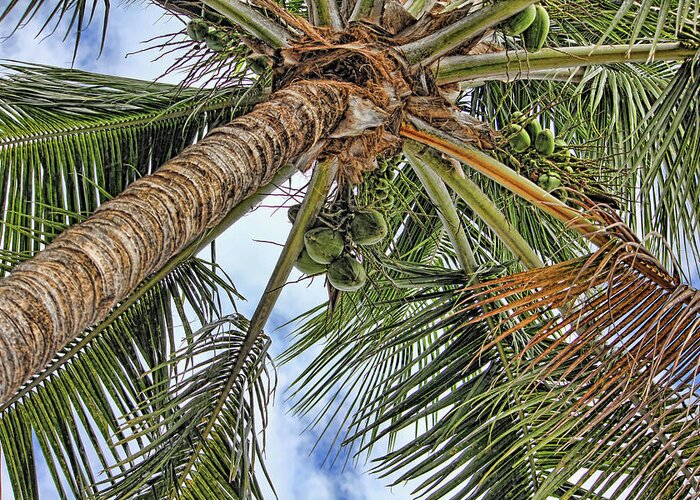 Coconut Palm Greeting Card featuring the photograph Up A Tree by HH Photography of Florida
