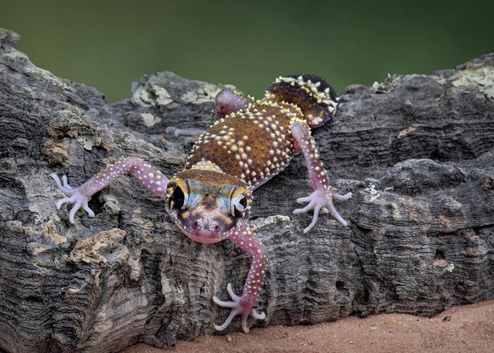 Gecko Greeting Card featuring the photograph Up and Over - Gecko by Nikolyn McDonald
