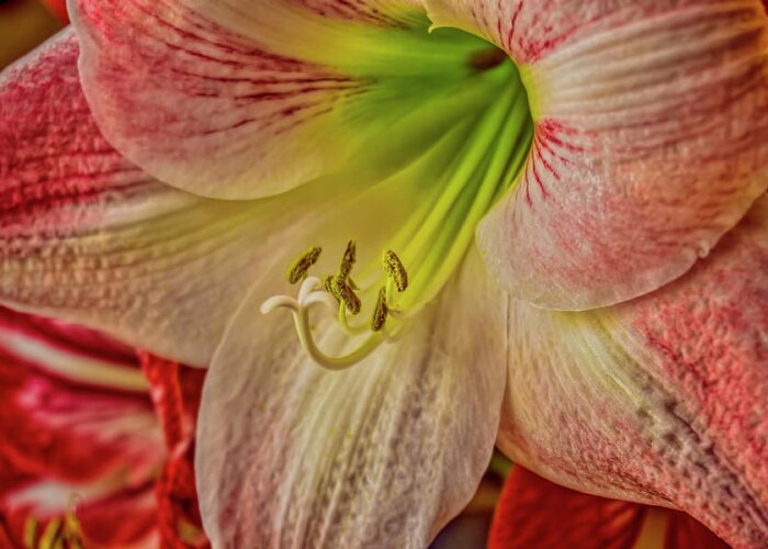 Amaryllis Greeting Card featuring the photograph Up Close and Personal by Dave Bosse