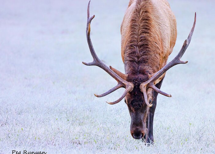 Elk Greeting Card featuring the photograph Up Close and Personal by Peg Runyan
