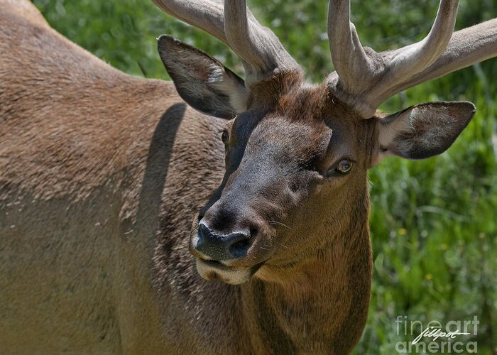 Bull Elk In Velvet Greeting Card featuring the photograph UP Close by Bon and Jim Fillpot