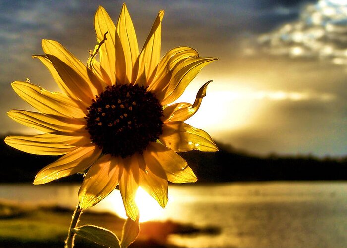 Sunflower Greeting Card featuring the photograph Up Lit by Karen Scovill