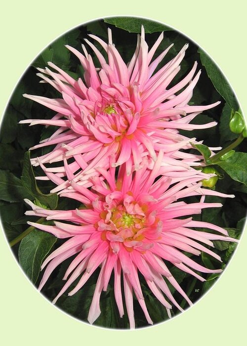 #pinkcactusdahlias Greeting Card featuring the photograph Upbeat Cactus Dahlias by Will Borden
