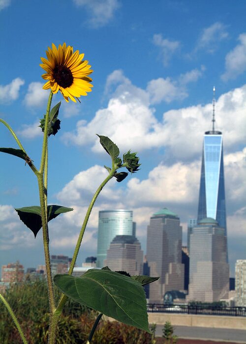 Manhattan Greeting Card featuring the photograph Urban Contrast by Michael Dorn