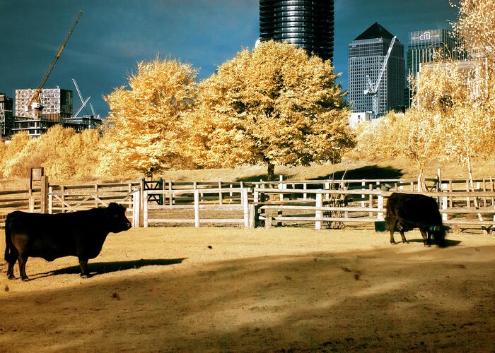 Animal Greeting Card featuring the photograph Urban cows by Helga Novelli