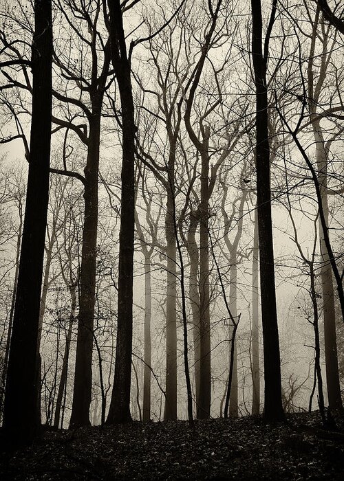 Forest Greeting Card featuring the photograph Valley Forge Forest Fog #2 by Bethany Dhunjisha