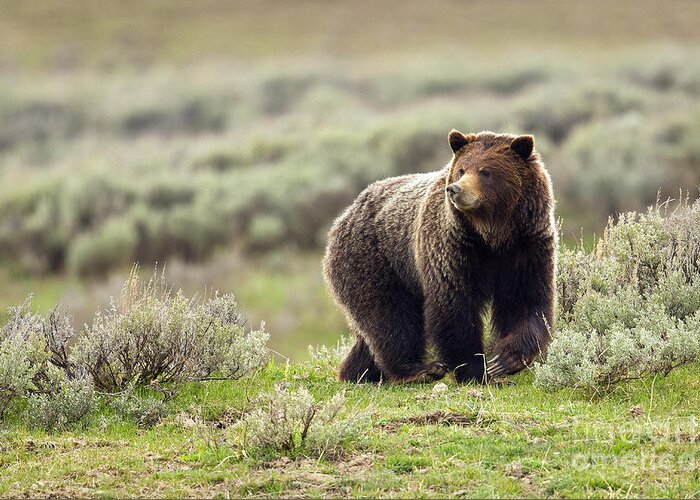 Grizzly Bear Greeting Card featuring the photograph Valley Girl by Aaron Whittemore