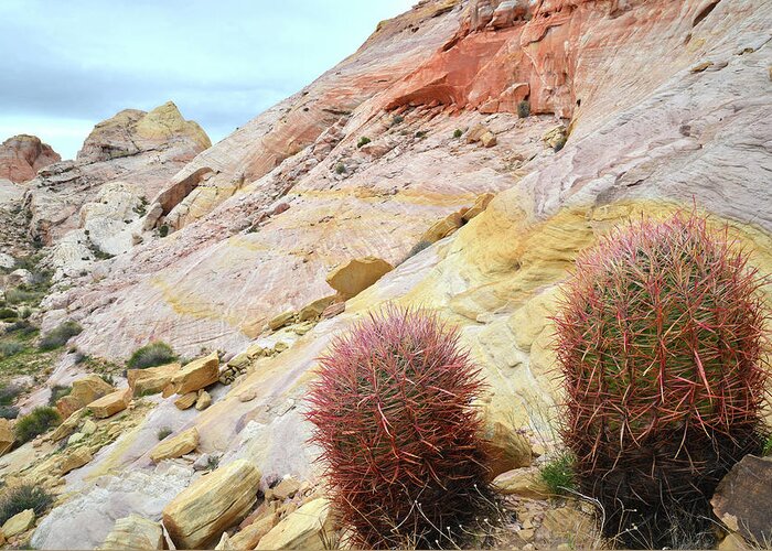 Valley Of Fire State Park Greeting Card featuring the photograph Valley of Fire Barrel Cactus by Ray Mathis